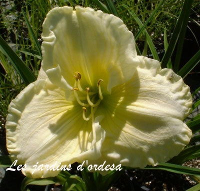 Hemerocallis cool hit
